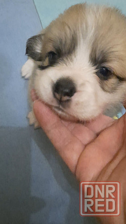 Щенки Вельш Корги Пемброк Донецк Донецк - изображение 1