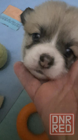 Щенки Вельш Корги Пемброк Донецк Донецк - изображение 3