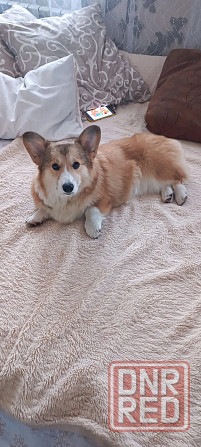 Щенки Вельш Корги Пемброк Донецк Донецк - изображение 5