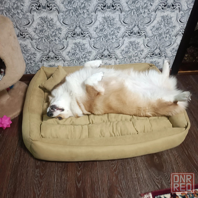 Щенки Вельш Корги Пемброк Донецк Донецк - изображение 6