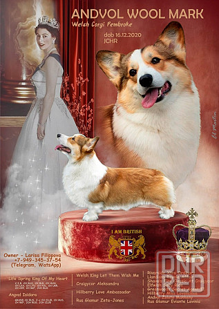 Щенки Вельш Корги Пемброк Донецк Донецк - изображение 4