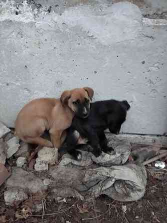 Отдам щенков Ясиноватая