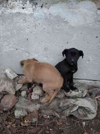 Отдам щенков Ясиноватая