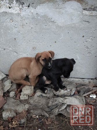 Отдам щенков Ясиноватая - изображение 1