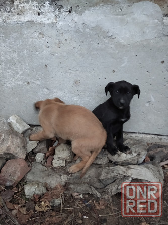 Отдам щенков Ясиноватая - изображение 2