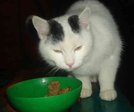 Вышла Маня замуж, за Путина* Донецк