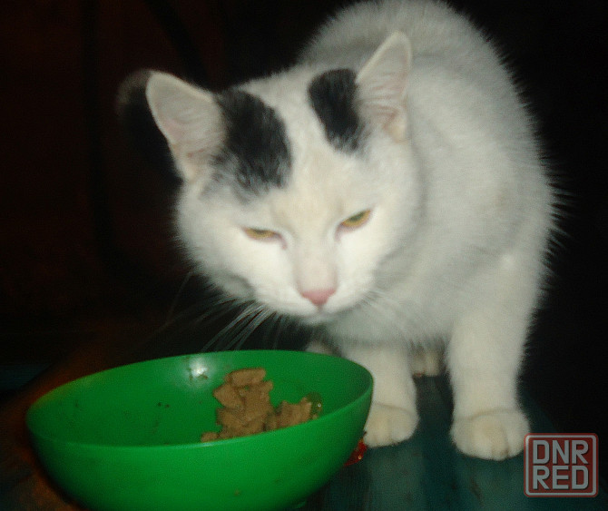 Вышла Маня замуж, за Путина* Донецк - изображение 1