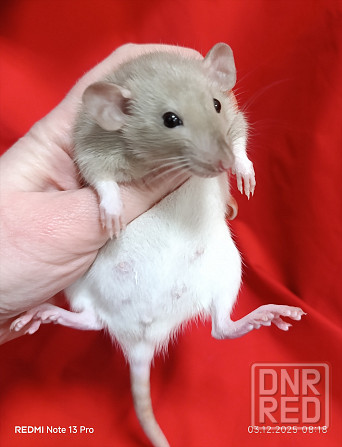 Дамбо. Редкие окрасы Донецк - изображение 2