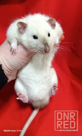 Дамбо. Редкие окрасы Донецк - изображение 1