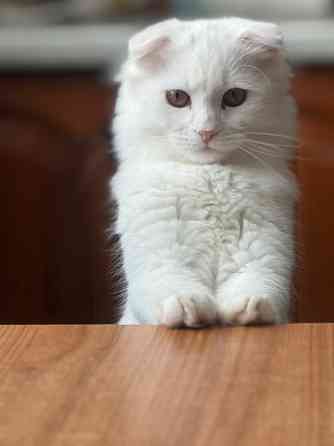 Кот для вязки Донецк