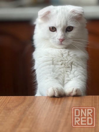 Кот для вязки Донецк - изображение 1