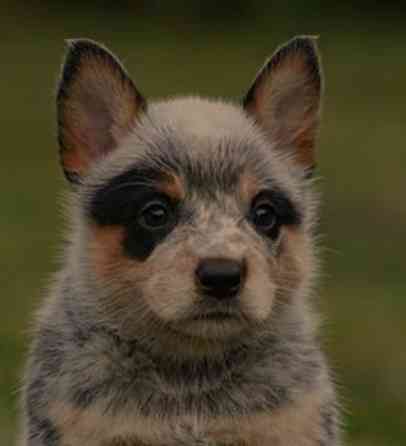 Австралийский хилер Донецк