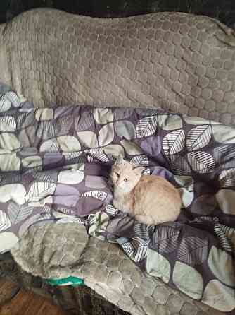 Отдам котят в хорошие руки Донецк