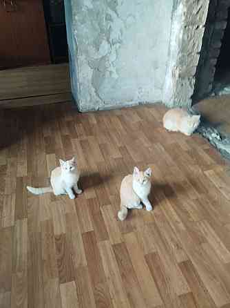 Отдам котят в хорошие руки Донецк