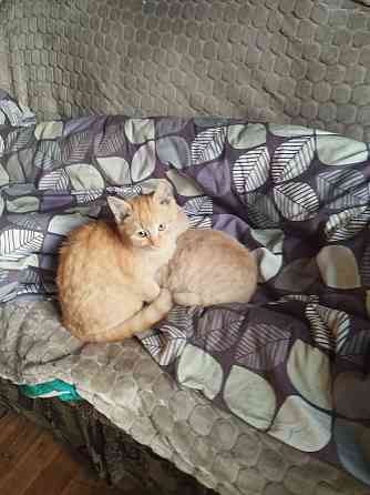 Отдам котят в хорошие руки Донецк