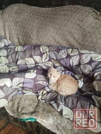 Отдам котят в хорошие руки Донецк - изображение 1