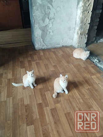 Отдам котят в хорошие руки Донецк - изображение 3