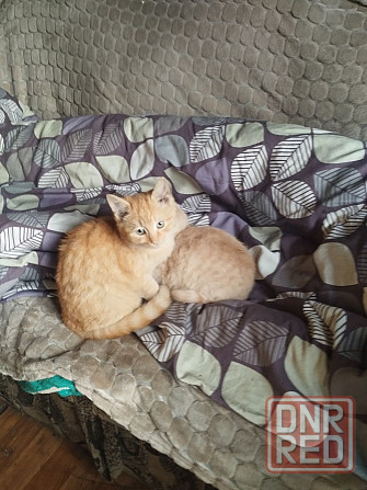 Отдам котят в хорошие руки Донецк - изображение 2