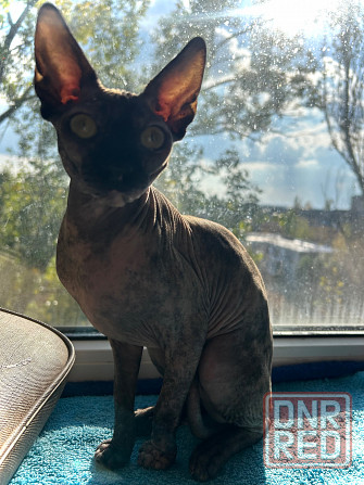 Продам Горловка - изображение 2