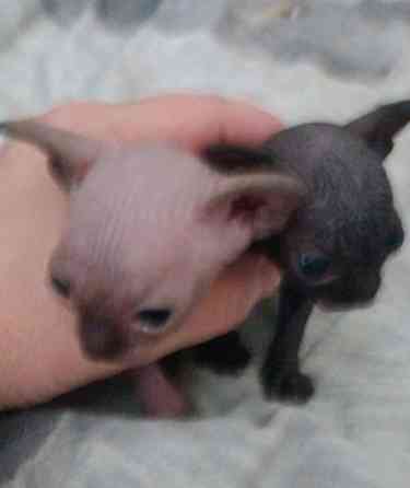 Канадский сфинкс мальчики ( резинка полностью голые ) Донецк