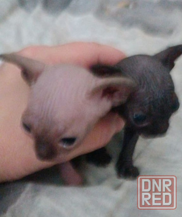 Канадский сфинкс мальчики ( резинка полностью голые ) Донецк - изображение 1