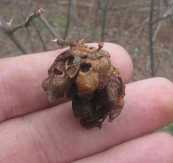 Ешшо, не более 1мг а "Хтось" 4 Донецк