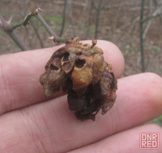 Ешшо, не более 1мг а "Хтось" 4 Донецк - изображение 1