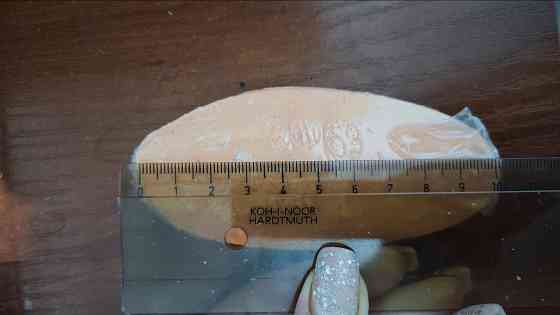 Сепия, каракатица для попугаев Донецк