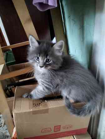 Котята Мейн куны Донецк