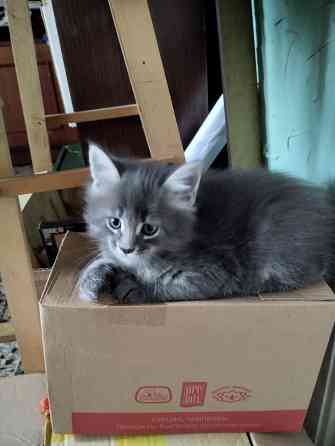 Котята Мейн куны Донецк