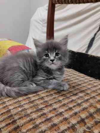 Котята Мейн куны Донецк