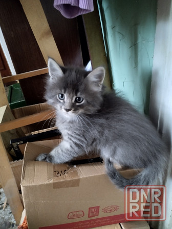 Котята Мейн куны Донецк - изображение 3