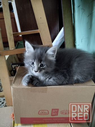 Котята Мейн куны Донецк - изображение 2