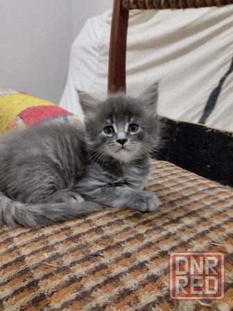 Котята Мейн куны Донецк - изображение 1