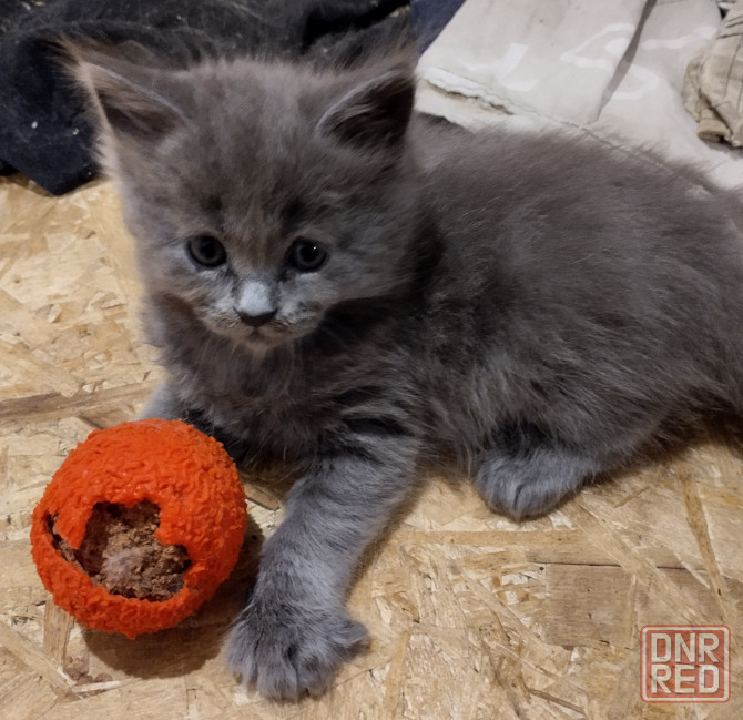 Котята Мейн куны Донецк - изображение 4