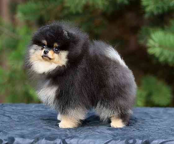 Померанский шпиц Мариуполь