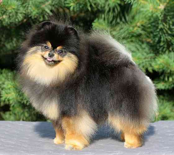 Померанский шпиц Мариуполь