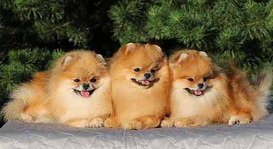 Померанский шпиц Мариуполь