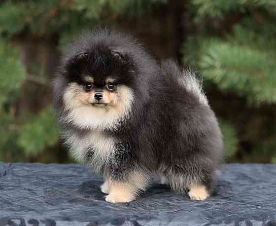 Померанский шпиц Мариуполь