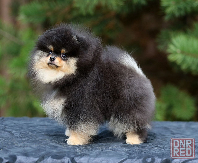 Померанский шпиц Мариуполь - изображение 3