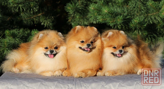 Померанский шпиц Мариуполь - изображение 1