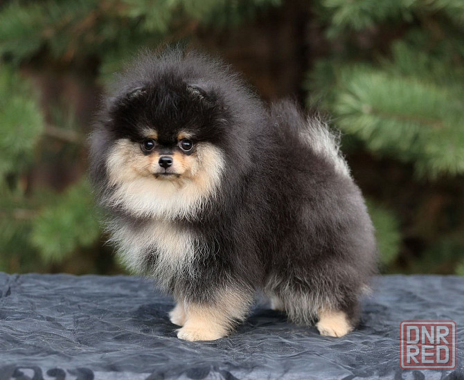 Померанский шпиц Мариуполь - изображение 4