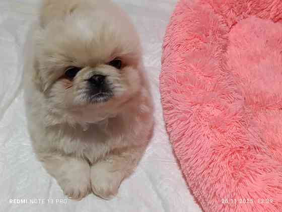 Пекинесы Донецк