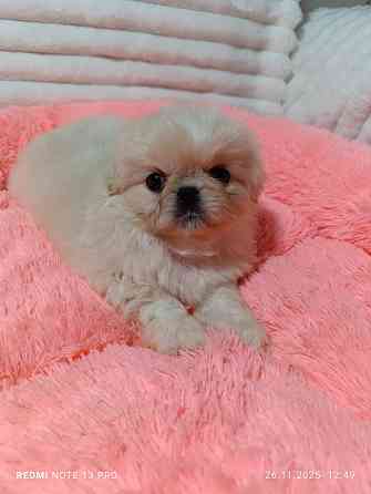 Пекинесы Донецк