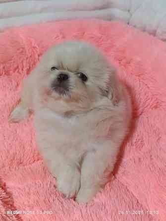 Пекинесы Донецк