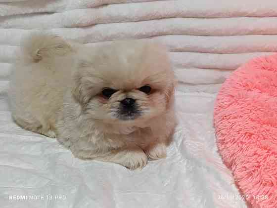 Пекинесы Донецк