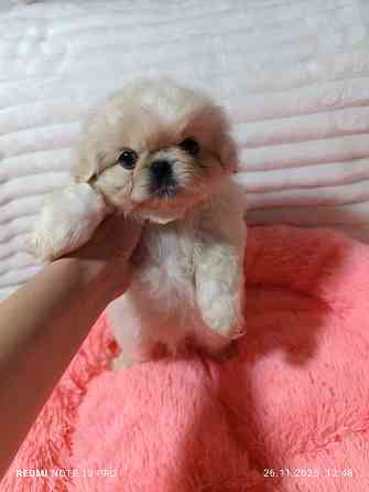 Пекинесы Донецк