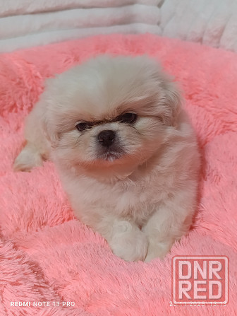 Пекинесы Донецк - изображение 3