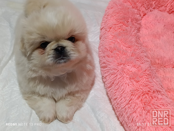 Пекинесы Донецк - изображение 1