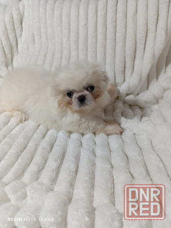 Пекинесы Донецк - изображение 8